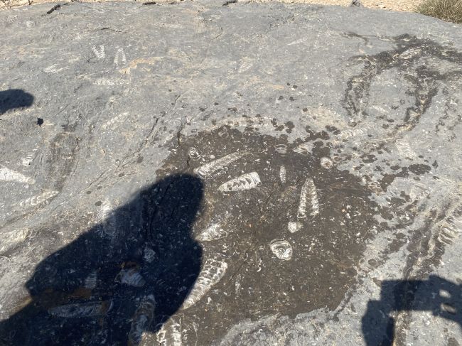 2/11 Day tour of Oman near Straits of Hormuz:  Sealife fossils
