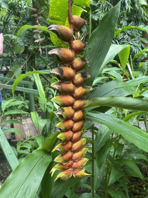 2/24 Beqa, Fiji Nature Park walk
