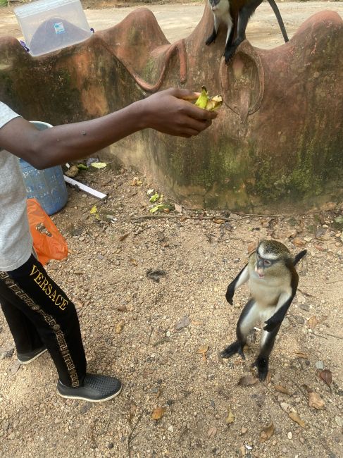 11/5 Osun-Osgobo Sacred Grove, Nigeria
