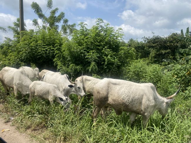 11/5 Nigerian Fulani beef animals, on the drive back to Lagos from Osun-Osgobo

