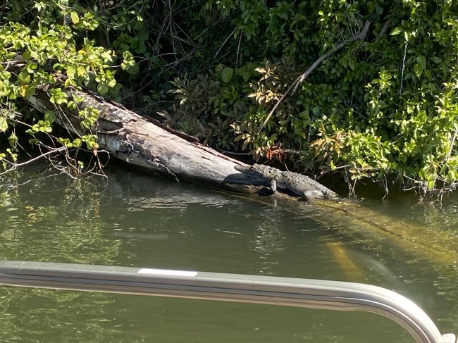 2/11 little crocodile on boat tour of Monkey Island from our hotel in Flores, Guatemala
