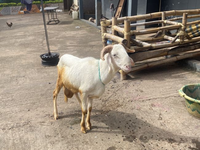 9/18/26 Banjul, The Gambia: goat at tie-dying demostration
