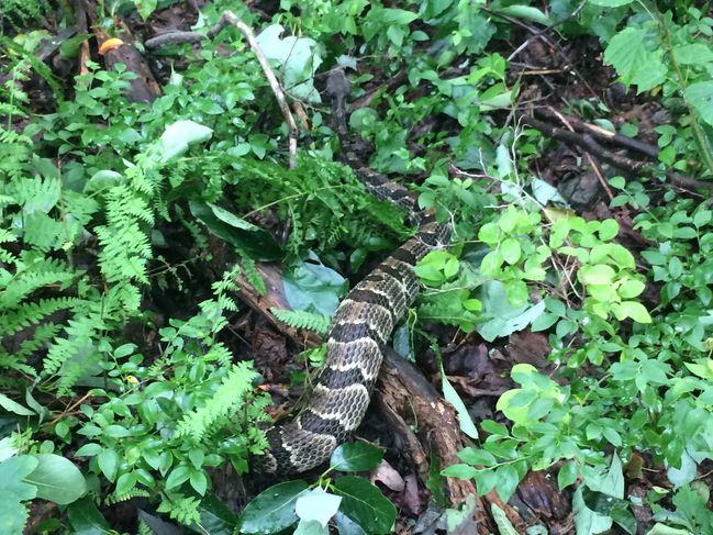 6/28 Last rattlesnake I will see on AT
