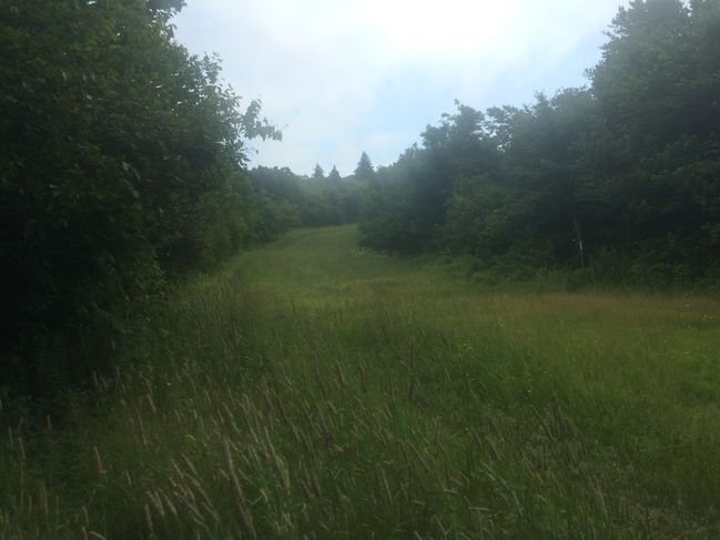 Bromley Mountain Ski trail
