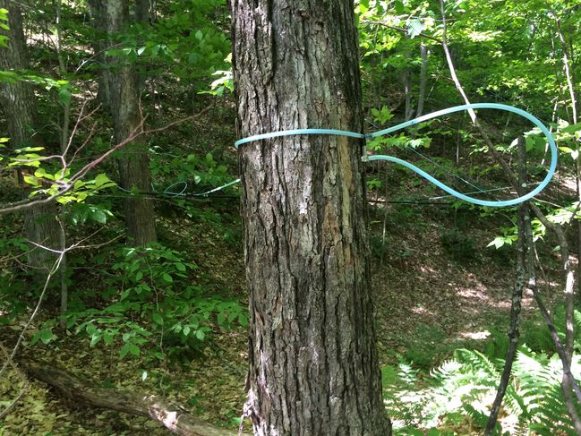 6/11 VT maple syrup tubing on AT

