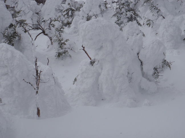 The trees were completely caked with snow
