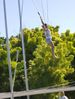 Jenny on Trapeze 4.jpg