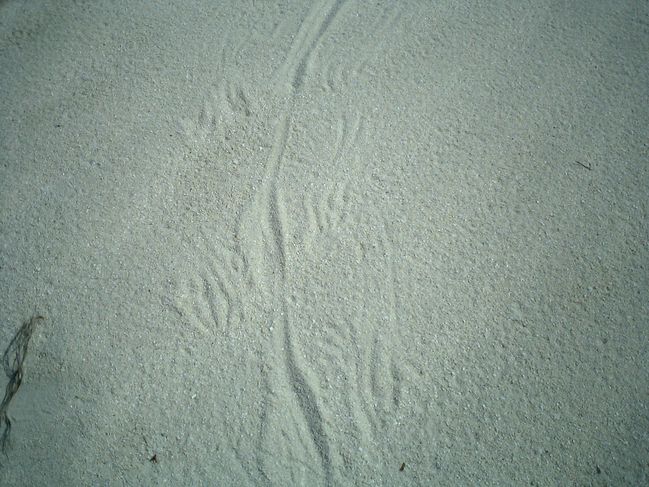 iguana tracks.jpg