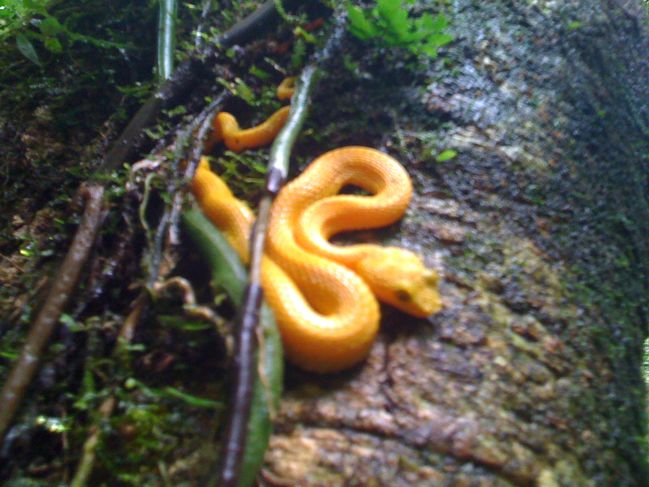 costarica 025.jpg