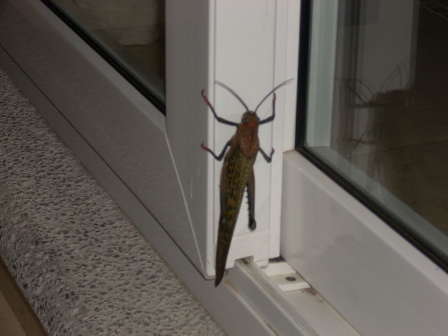 DSCN0901.JPG
