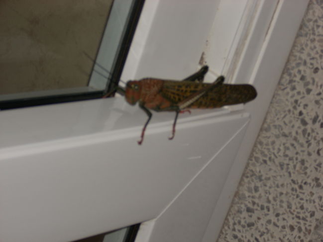 DSCN0902.JPG