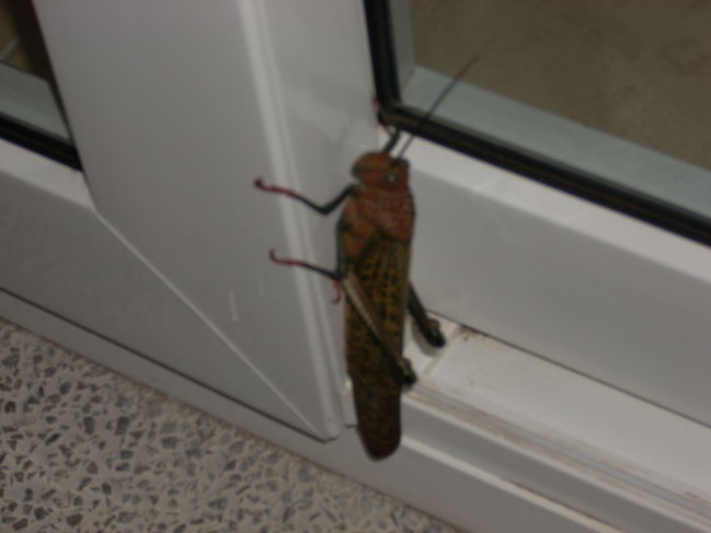 DSCN0903.JPG
