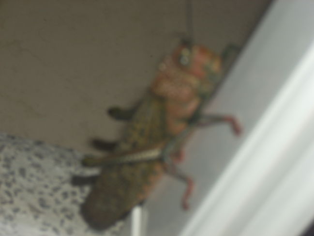 DSCN0904.JPG