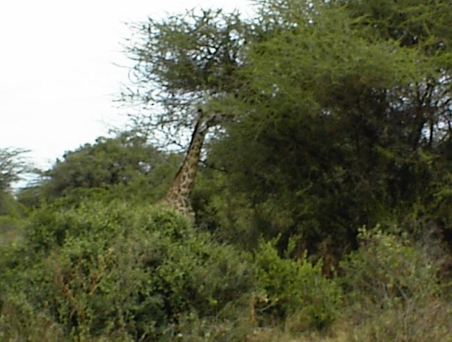 DSC00081.jpg