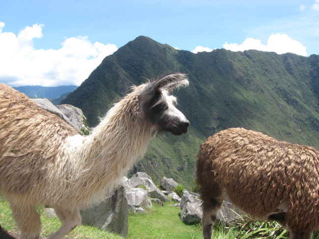 peru_A 132.jpg