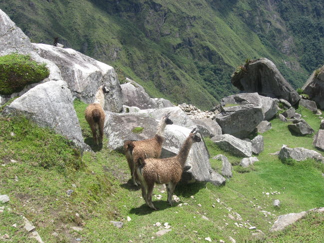 peru_A 133.jpg