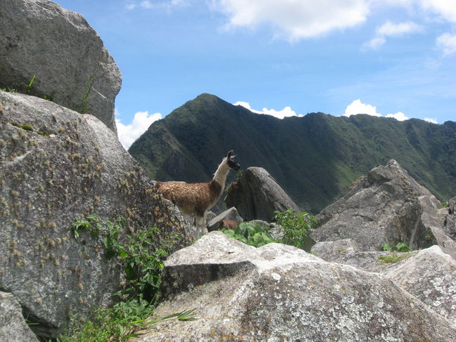 peru_A 134.jpg