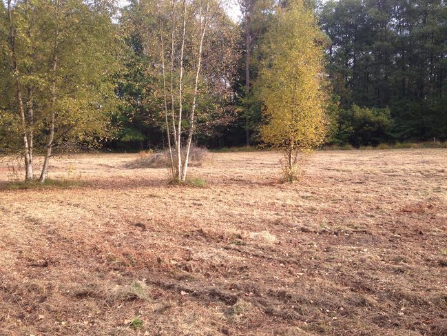 Moonshine Field
