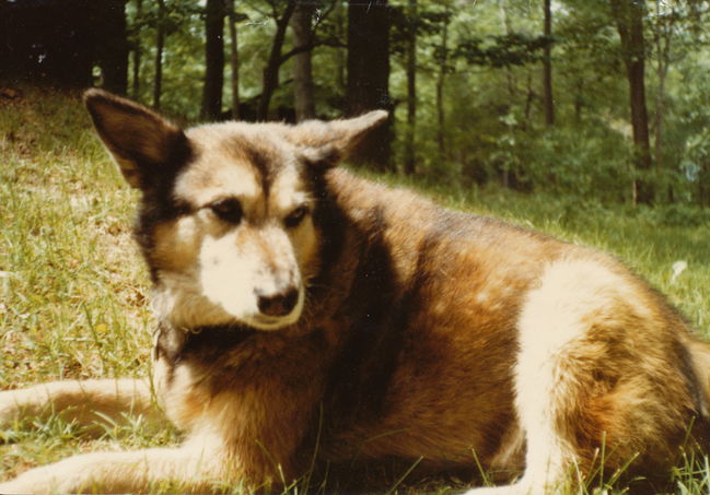 photo of Heidi on front of Note to our dog Heidi from Leslie, upon Heidi's death in 1984, on back of photo of Heidi
