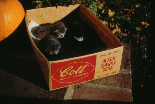 Sonja's kitten litter, 13 Cynthia Road, early 60's
