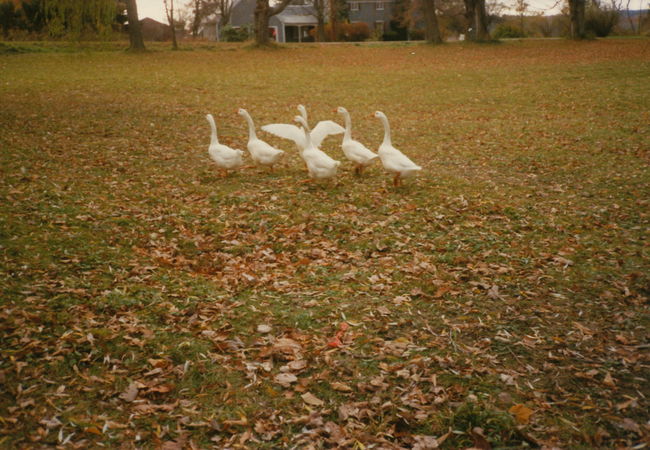 Bondgarden's flock of not-so-fat Christmas Geese.  So angry and violent!
