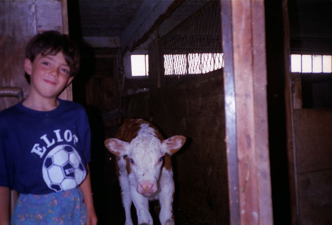 Peter with 'Heather', our family milker jersey as a calf around 1991
