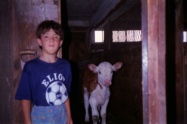 Peter with 'Heather', our family milker jersey as a calf around 1991
