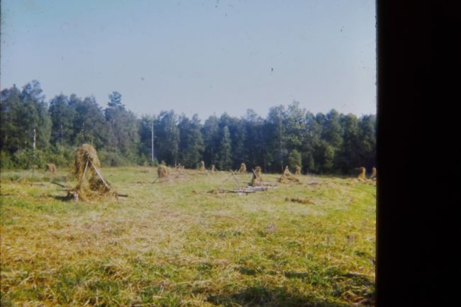 Haying at Pelle's Farm Kvarngarden in Notja, Smaland
