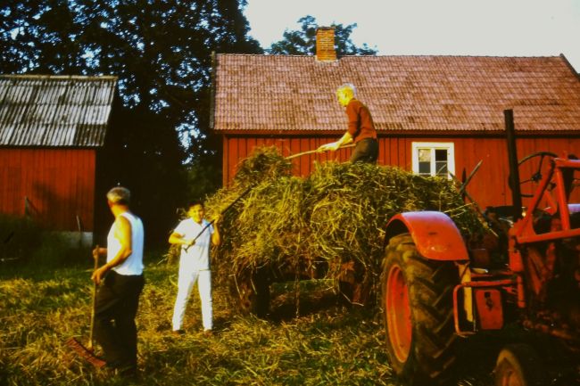 Haying at Pelle's Farm Kvarngarden in Notja, Smaland
