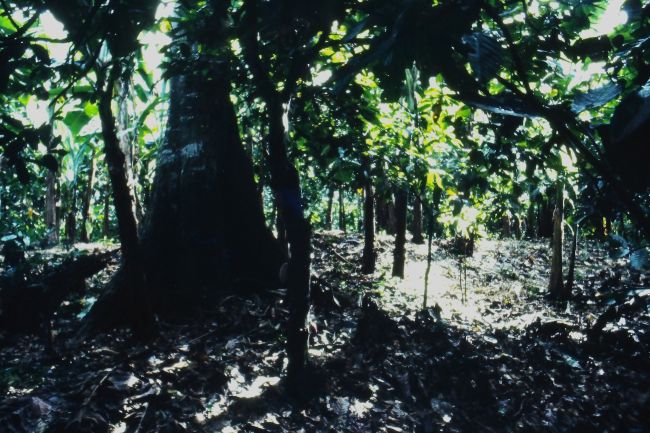 IMAG0017.JPG