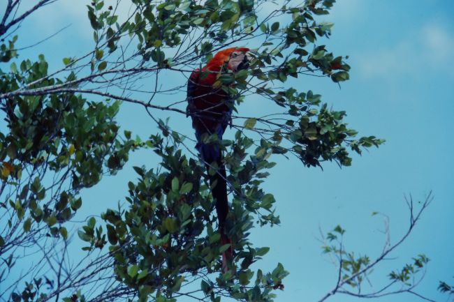 Canaima
