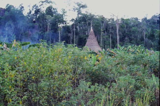 Near Puerto Ayacucho, Territorio Amazonas
