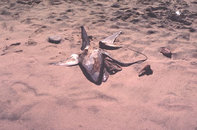 Scan-140728-0039.jpg